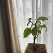SUNの画像
