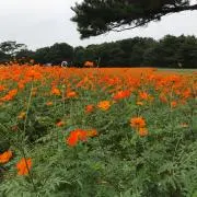 まあぶるの画像