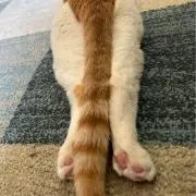 うどんの画像