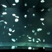 道士郎の画像