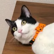gigiの画像