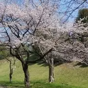 のほほんの画像