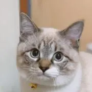 Aya1
