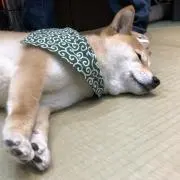 はっせの画像