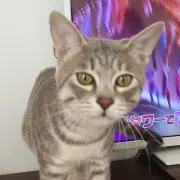 warez