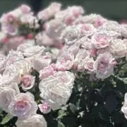 ໒꒱の画像