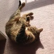 ヒメ