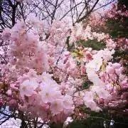 桜☆プロフご一読くださいの画像