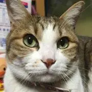みさき