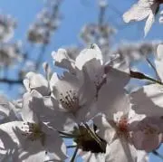 みぃの画像
