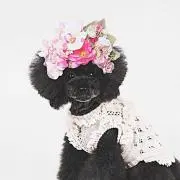gingerの画像