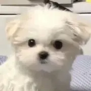 しおの画像