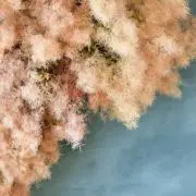 pocの画像
