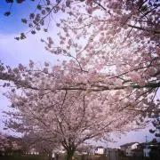 sakuraの画像