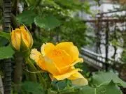 ティム君のママ