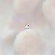 piの画像