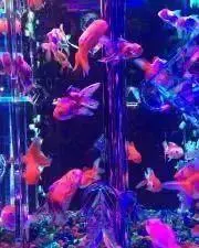 在庫処分品多数♡お得‼️の画像