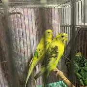 ココアの画像
