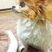 ポメラン
