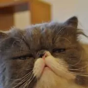 モメチン猫の画像