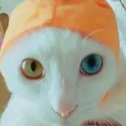 スイング★の画像