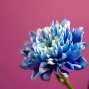 nonoの画像