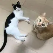 ミントの画像