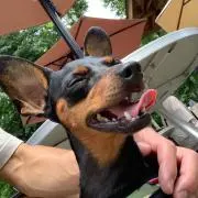 shu