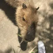 ゆきこ