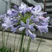 Image of よし