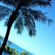 アロパグの画像