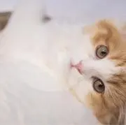 とら猫＊shopの画像