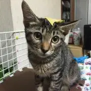 nenecoco2の画像