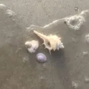 ♡の画像