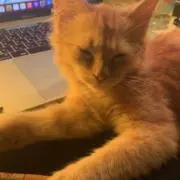 ヌグロホ