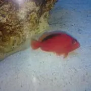 やお