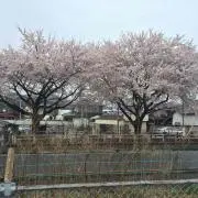 おむらわ