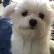 hide