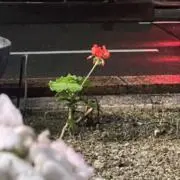 ハナの画像