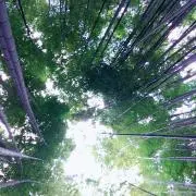 acciの画像