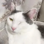 ふくふくちゅーるの画像