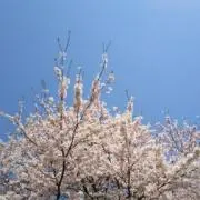 ฅ鳳雛ฅの画像