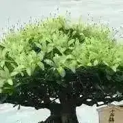 zakiの画像