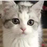 Cookie