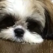 ちゃんあき