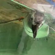 えりーの画像