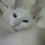 ここちゃんの画像