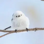 美波の画像