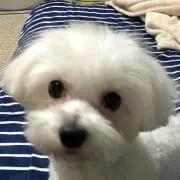かぁー君