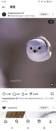 しゃちこの画像